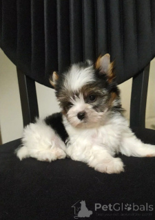 Photo №2 de l'annonce № 159181 de la vente biewer yorkshire terrier - acheter à Turquie éleveur