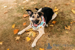 Photo №4. Je vais vendre chien bâtard en ville de Rivière moscou.  - prix - Gratuit