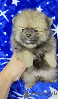 Photo №2 de l'annonce № 138546 de la vente  - acheter à Serbie 