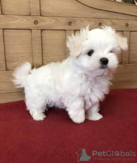 Photo №1. bichon maltais - à vendre en ville de Namsos | 400€ | Annonce №126718