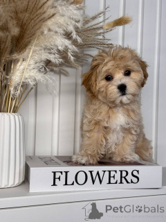 Photo №4. Je vais vendre maltipu en ville de Ilili. annonce privée, de la fourrière, de l'abri, éleveur - prix - négocié