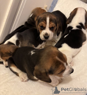 Photo №3. Prachtige familie gefokte Beagle-puppy's. Belgique