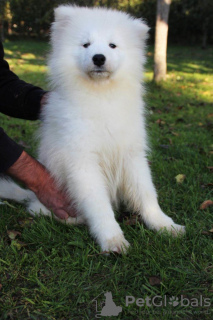 Photos supplémentaires: Beau chiot Samoyède