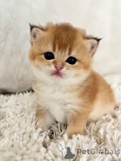 Photo №3. Charmants Knicks écossais pour réservation. France