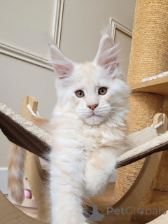 Photo №2 de l'annonce № 156462 de la vente maine coon - acheter à République Tchèque éleveur