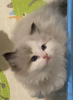 Photo №2 de l'annonce № 151111 de la vente ragdoll - acheter à Nouvelle zélande éleveur