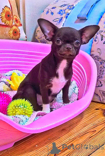 Photo №3. Fille Chihuahua au chocolat G/S Vaccinée deux fois. Dents 6x6. la morsure est. Biélorussie