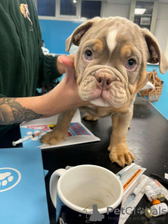 Photo №3. Olde Tyme Bulldoggen Zu Verkaufen. Allemagne