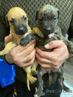 Photo №4. Je vais vendre american pit bull terrier en ville de Saint-Pétersbourg. annonce privée - prix - négocié