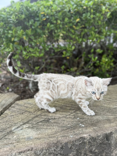 Photo №1. bengal - à vendre en ville de Leeds | 750€ | Annonce № 155421