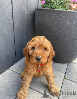 Photo №1. labradoodle - à vendre en ville de Gann. Munden | 350€ | Annonce №154620