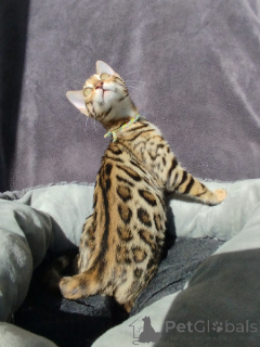 Photo №1. bengal - à vendre en ville de Lige | Gratuit | Annonce № 178142