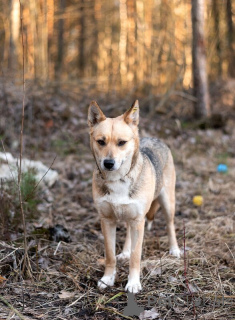 Photo №2 de l'annonce № 138986 de la vente chien bâtard - acheter à Fédération de Russie 