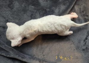 Photo №4. Je vais vendre devon rex en ville de Berlingen. éleveur - prix - 900€