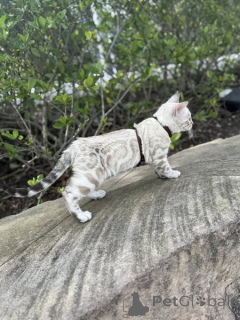 Photo №1. bengal - à vendre en ville de Glasgow | 750€ | Annonce № 155417