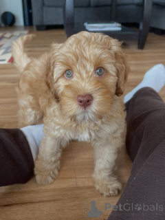Photo №2 de l'annonce № 169008 de la vente labradoodle - acheter à Allemagne éleveur