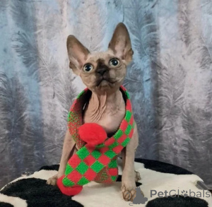 Photo №1. sphynx - à vendre en ville de Jetonbourg | 350€ | Annonce № 177655