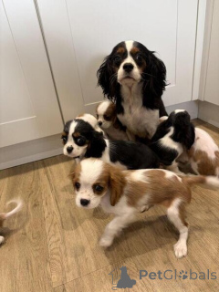 Photo №2 de l'annonce № 169789 de la vente cavalier king charles spaniel - acheter à Suède 