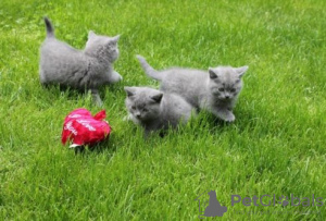 Photo №2 de l'annonce № 65585 de la vente british shorthair - acheter à Pays Bas éleveur