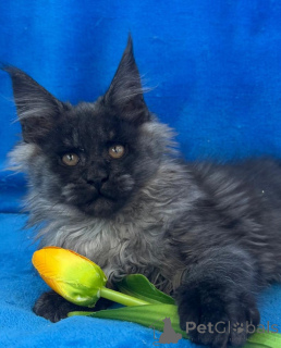 Photo №1. maine coon - à vendre en ville de Basel | négocié | Annonce № 156247