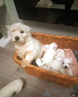 Photo №3. Chiots Westie. La Grande-Bretagne