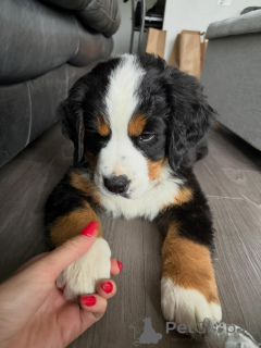 Photo №3. De magnifiques chiots bouvier bernois prêts à vivre dans des foyers aimants. Allemagne