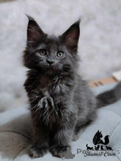 Photo №1. maine coon - à vendre en ville de Saint-Pétersbourg | 1453€ | Annonce № 163188