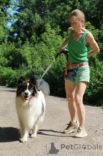 Photo №4. Je vais vendre  en ville de Balashikha. de l'abri - prix - Gratuit