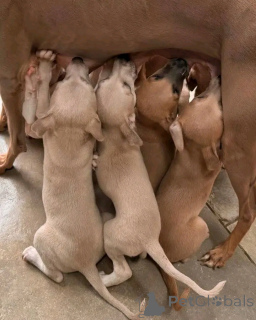 Photo №2 de l'annonce № 139074 de la vente petit lévrier italien - acheter à Allemagne annonce privée, éleveur