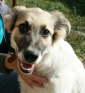 Photo №2 de l'annonce № 1322 de la vente chien bâtard - acheter à Fédération de Russie de l'abri