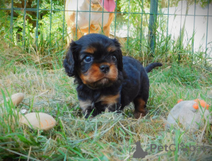 Photo №4. Je vais vendre cavalier king charles spaniel en ville de Arrondissement de Paris.  - prix - Gratuit