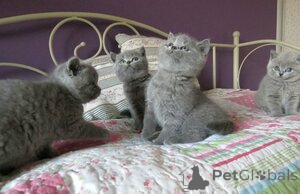Photo №1. british shorthair - à vendre en ville de Châtelet | Gratuit | Annonce № 165762