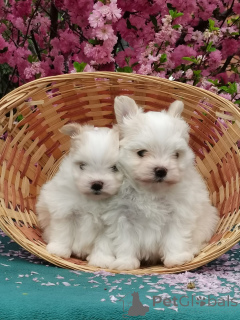 Photo №4. Je vais vendre maltipu en ville de Irkoutsk. de la fourrière, éleveur - prix - 539€