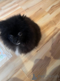 Photo №3. Poméranien Spitz (garçon). Biélorussie