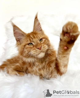 Photo №3. Maine coon. USA