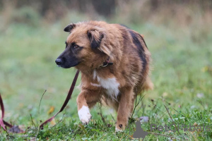 Photos supplémentaires: Le chiot affectueux, doux et curieux Ciri est à la recherche d'un foyer.