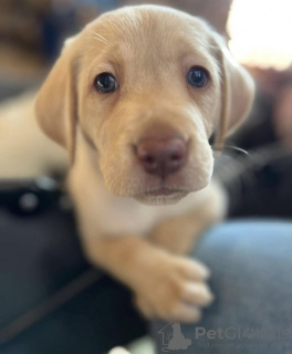 Photo №3. Labrador Retriever. USA