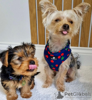 Photo №1. yorkshire terrier - à vendre en ville de Centras Eldership | 480€ | Annonce №116173