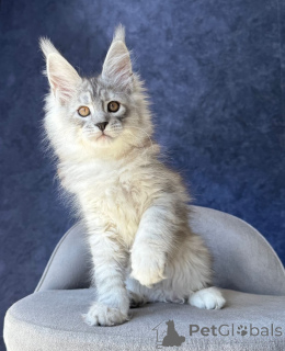 Photo №1. maine coon - à vendre en ville de Berlin | négocié | Annonce № 169877