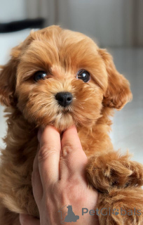 Photo №1. bichon maltais - à vendre en ville de Berlin | 1200€ | Annonce №163963