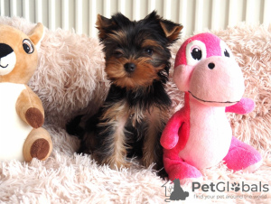 Photo №2 de l'annonce № 98984 de la vente yorkshire terrier - acheter à La finlande annonce privée