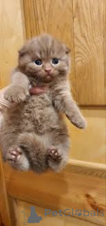 Photo №3. Chatons Scottish Fold à vendre. Belgique