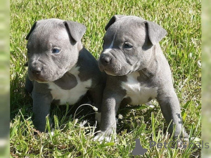 Photo №1. american pit bull terrier - à vendre en ville de Hammelburg | 450€ | Annonce №169475