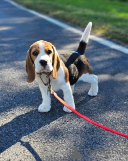 Photos supplémentaires: Fantastique portée de chiots beagle