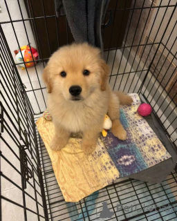 Photo №1. retriever à poil bouclé - à vendre en ville de Флорида Сити | 1000€ | Annonce №138952