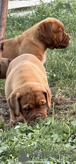 Photos supplémentaires: Chiots Dogue de Bordeaux