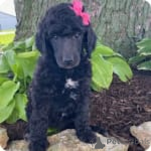 Photo №3. Bouchon de rose. USA