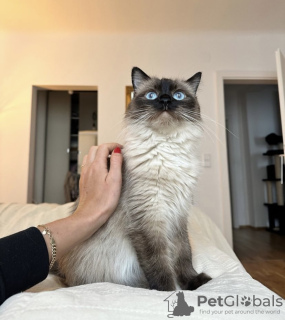 Photo №3. Chaton Ragdoll. Allemagne