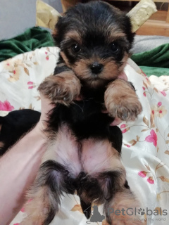 Photos supplémentaires: Chiots Yorkie/Kawaiiork