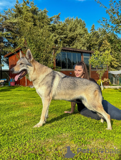 Photo №3. Gracieuse, intelligente et forte, Freya est une beauté avec un esprit de loup.. Pays Bas